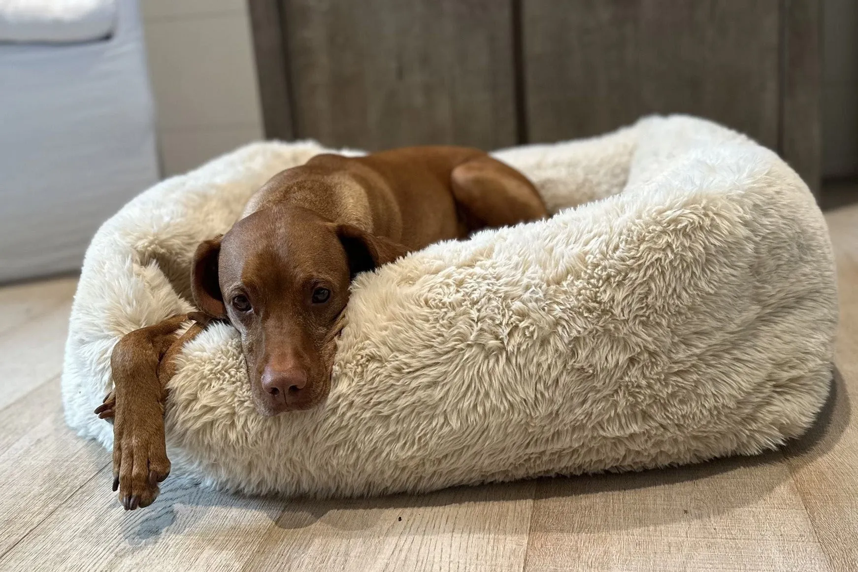 Lounger - The Franklin Fluffernutter - Dog Bed