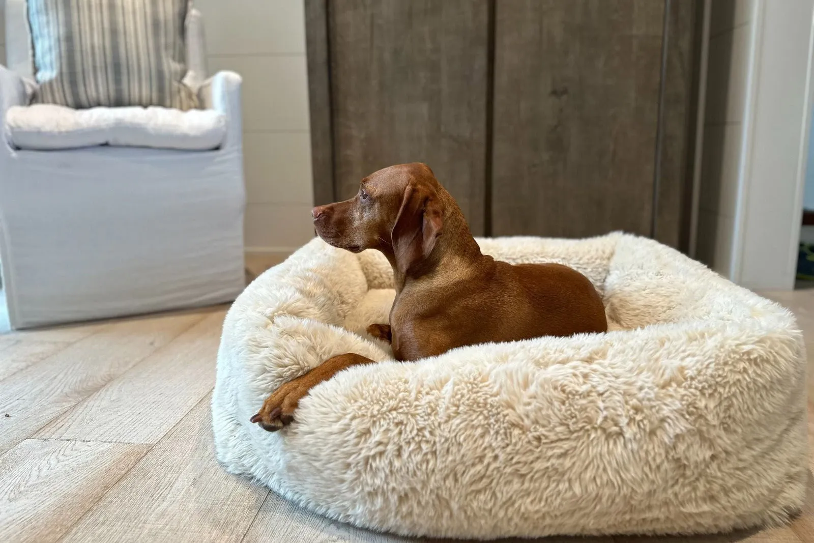 Lounger - The Franklin Fluffernutter - Dog Bed